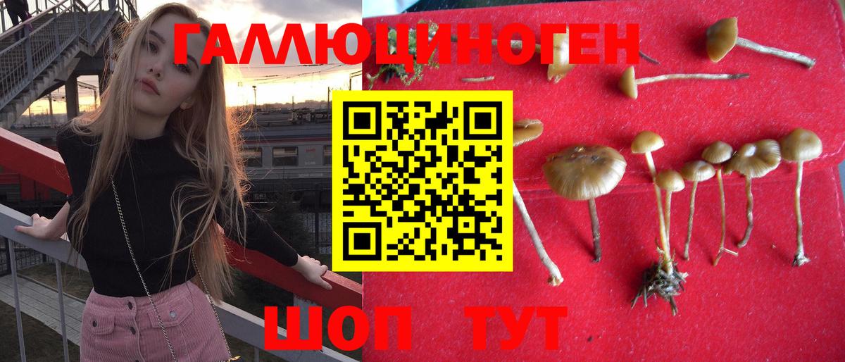 Фролово  Псилоцибиновые грибы Psilocybine cubensis  Вход с VPN  Псилоцибиновые грибы Psilocybine cubensis 